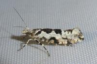 Ypsolopha sequella