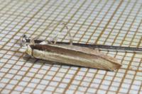 Ypsolopha nemorella