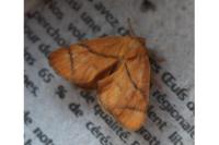 Apoda limacodes