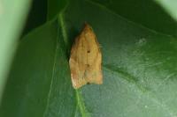 Clepsis consimilana