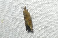 Epinotia tenerana