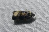 Endothenia