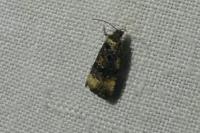 Endothenia