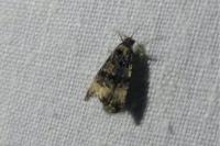 Endothenia
