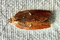 Acleris