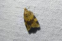 Epagoge grotiana