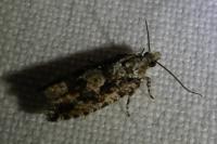 Zeiraphera isertana