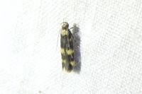 Oegoconia