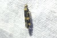 Oegoconia