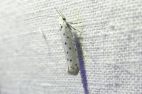 Yponomeuta