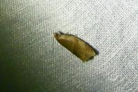Clepsis rurinana