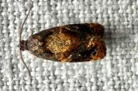 Ditula angustiorana