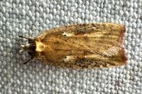 Agonopterix nervosa