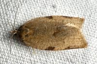 Lozotaenia forsterana