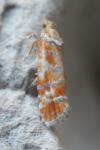 Rhyacionia buoliana