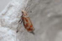 Rhyacionia buoliana