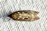 Gelechia sororculella