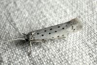 Yponomeuta padella