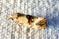 Neocochylis molliculana