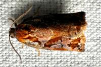 Archips oporana