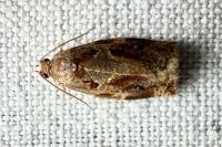 Archips xylosteana