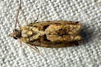Zeiraphera isertana