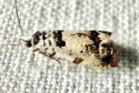 Eucosma campoliliana