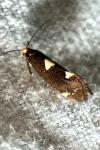 Incurvaria oehlmanniella