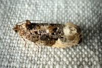 Hedya nubiferana