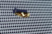 Epiblema foenella