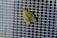 Clepsis consimilana