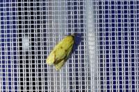 Agapeta hamana