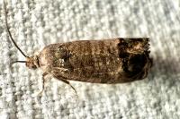 Cydia pomonella