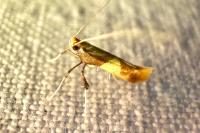 Caloptilia alchimiella