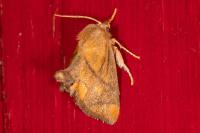 Apoda limacodes