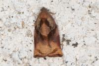 Archips podana