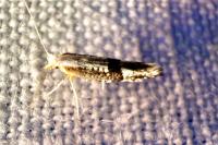 Argyresthia spinosella