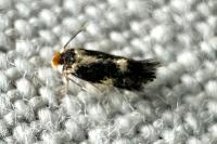 Ectoedemia