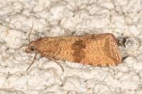 Celypha striana