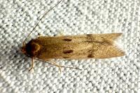 Agnoea