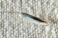 Coleophora