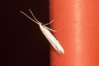 Coleophora