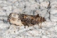 Hedya nubiferana