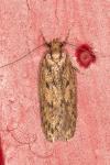 Hofmannophila pseudospretella