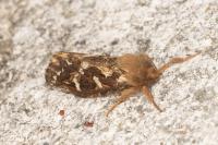 Korscheltellus fusconebulosus