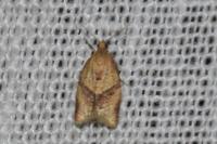 Clepsis consimilana
