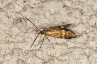 Nemophora degeerella