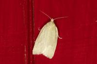 Tortrix viridana