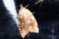 Aleimma loeflingiana