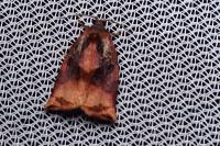 Archips podana